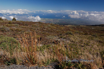 Hawaii3hcs0022.jpg
