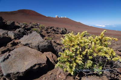 Hawaii3hcs0038.jpg