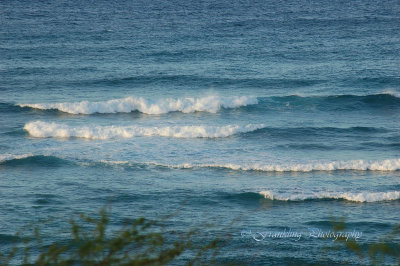Hawaii1Cs0003.jpg