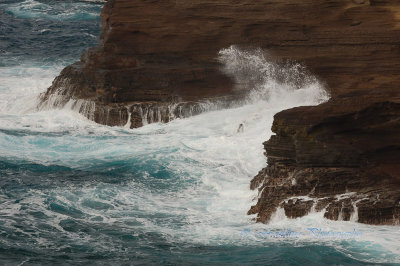 Hawaii1Cs0023.jpg