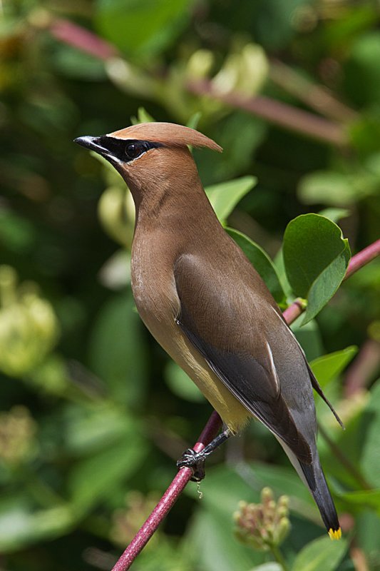 Cedar Waxwing