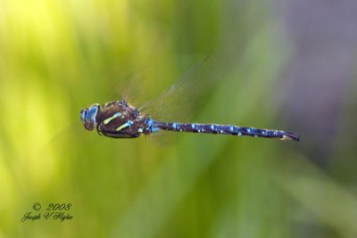 Shadow Darner (Aeshna umbrosa)