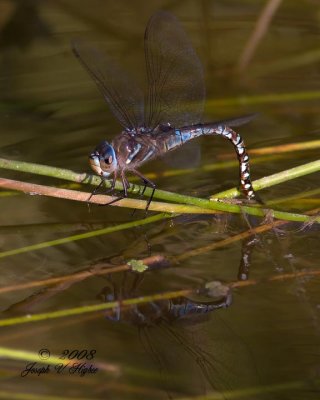 Shadow Darner (Aeshna umbrosa)