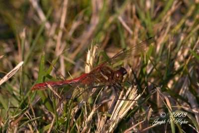 Striped Meadowhawk (Sympetrum pallipes)