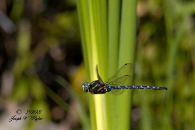 Shadow Darner (Aeshna umbrosa)