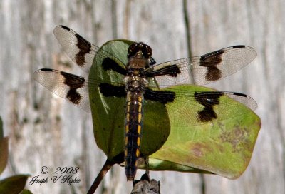 Eight-spotted Skimmer (LIbellula forensis)