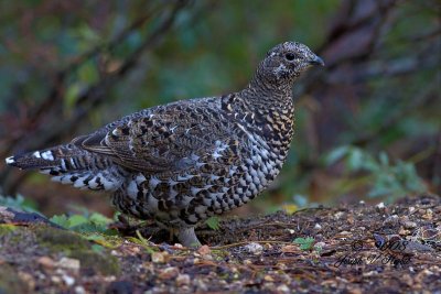 Spruce Grouse female