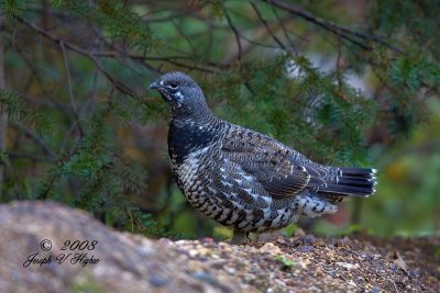 Spruce Grouse