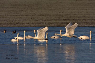 Trumpeter Swans