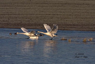 Trumpeter Swans