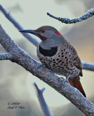 Red/Yellow-shafted Northern Flicker hybrid