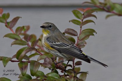 Yellow-rumped Audubon's  Warbler