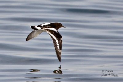 Black Turnstone