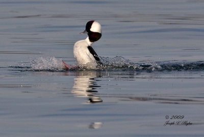 Bufflehead