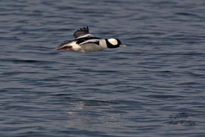 Bufflehead