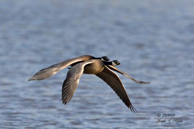 Cackling Geese