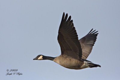 Cackling Goose