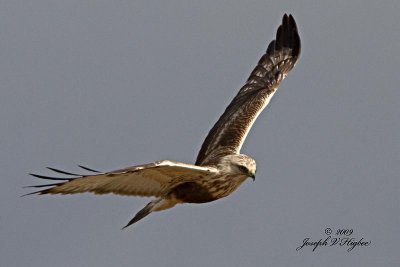 Rough-legged Hawk