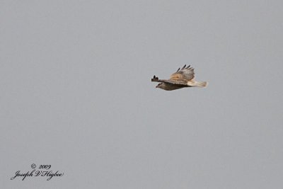 Ferruginous Hawk