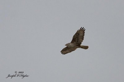 Ferruginous Hawk