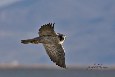 Peregrine Falcon