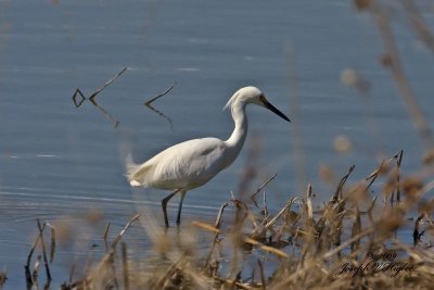 Snowy Egret