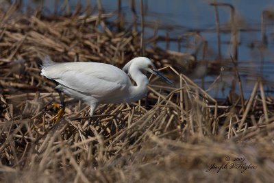 Snowy Egret