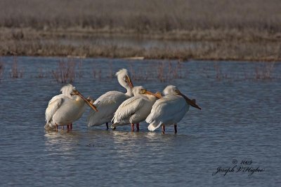 American White Pelican