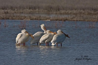 American White Pelican