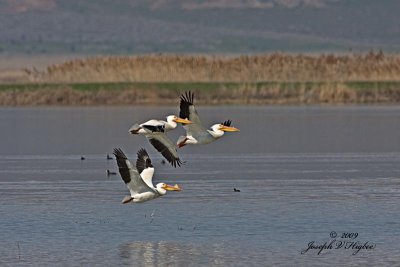 American White Pelican