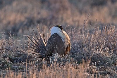 Greater Sage Grouse 1