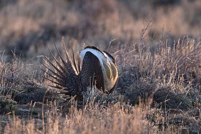 Greater Sage Grouse 1