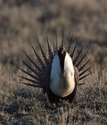 Greater Sage Grouse 2