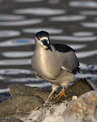 Black-crowned Night Heron