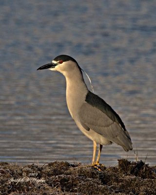 Black-crowned Night Heron