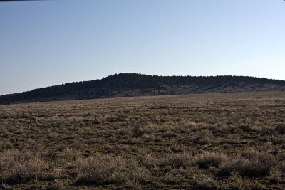 Greater Sage Grouse lek