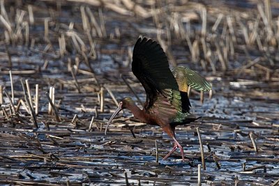 White-faced Ibis