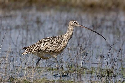 Long-billed Curlew