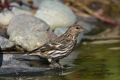 Pine Siskin