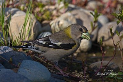 Evening Grosbeak female