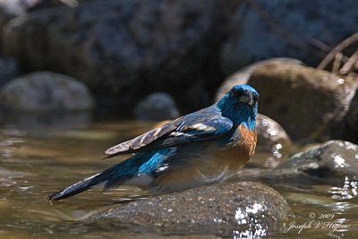 Lazuli Bunting