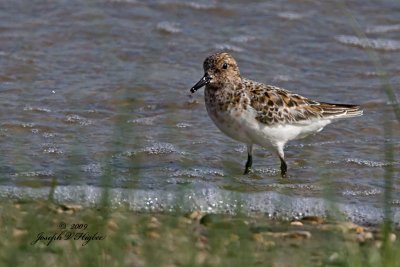 Sanderling