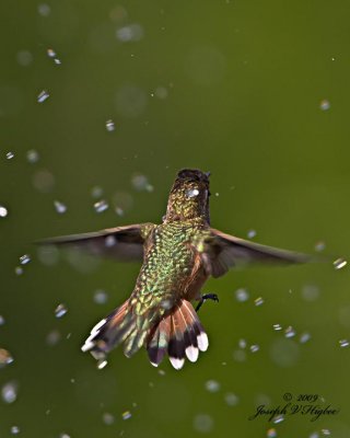 Juvie Rufous in Sprinkler