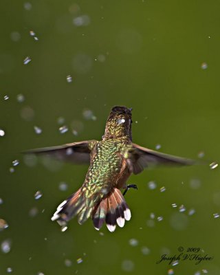 Rufous Hummingbird juvenile