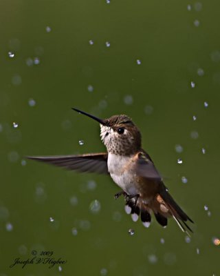 Rufous Hummingbird juvenile