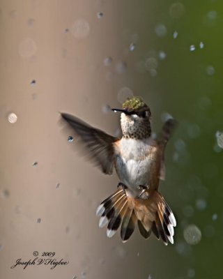 Rufous Hummingbird juvenile