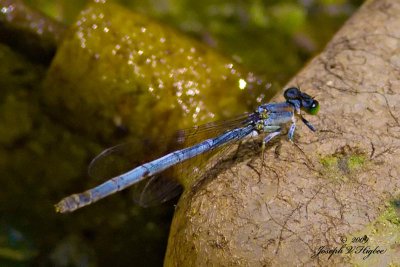 Ischnura Cervula female