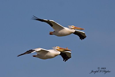 American White Pelican