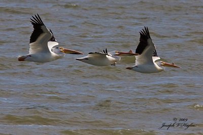 American White Pelican