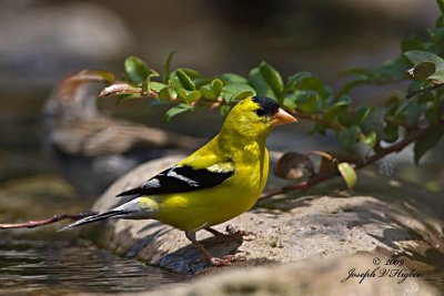 American Goldfinch